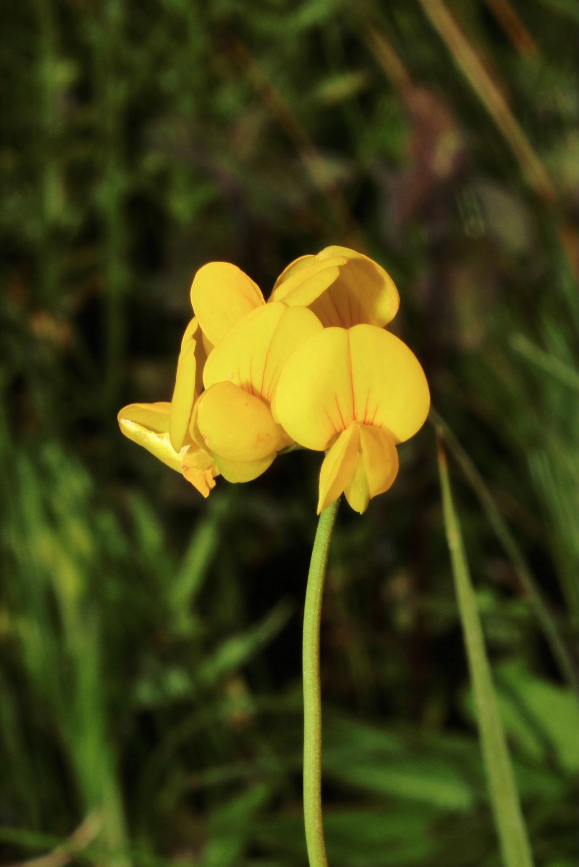 Lotus ??  da determinare